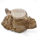 Basilosaurus Vertebrae - Fossil Specimen