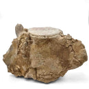 Basilosaurus Vertebrae - Fossil Specimen