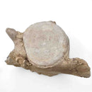 Basilosaurus Vertebrae - Fossil Specimen