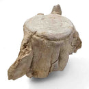 Basilosaurus Vertebrae - Fossil Specimen