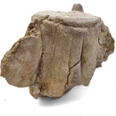 Basilosaurus Vertebrae - Fossil Specimen