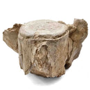 Basilosaurus Vertebrae - Fossil Specimen