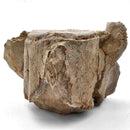 Basilosaurus Vertebrae - Fossil Specimen