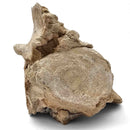 Basilosaurus Vertebrae - Fossil Specimen