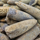 Belemnite - Fossil - Madagascar - Mesozoic