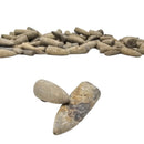 Belemnite - Fossil - Madagascar - Mesozoic