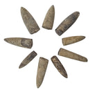 Belemnite - Fossil - Madagascar - Mesozoic