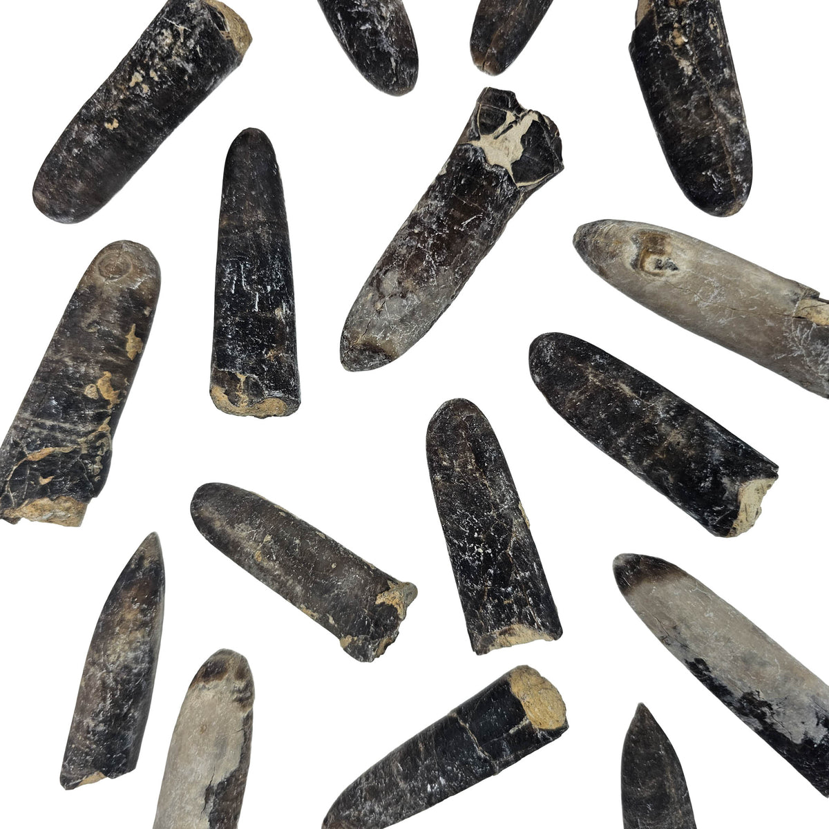 Belemnite - Fossil - Germany