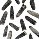 Belemnite - Fossil - Germany