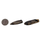 Belemnite - Fossil - Germany