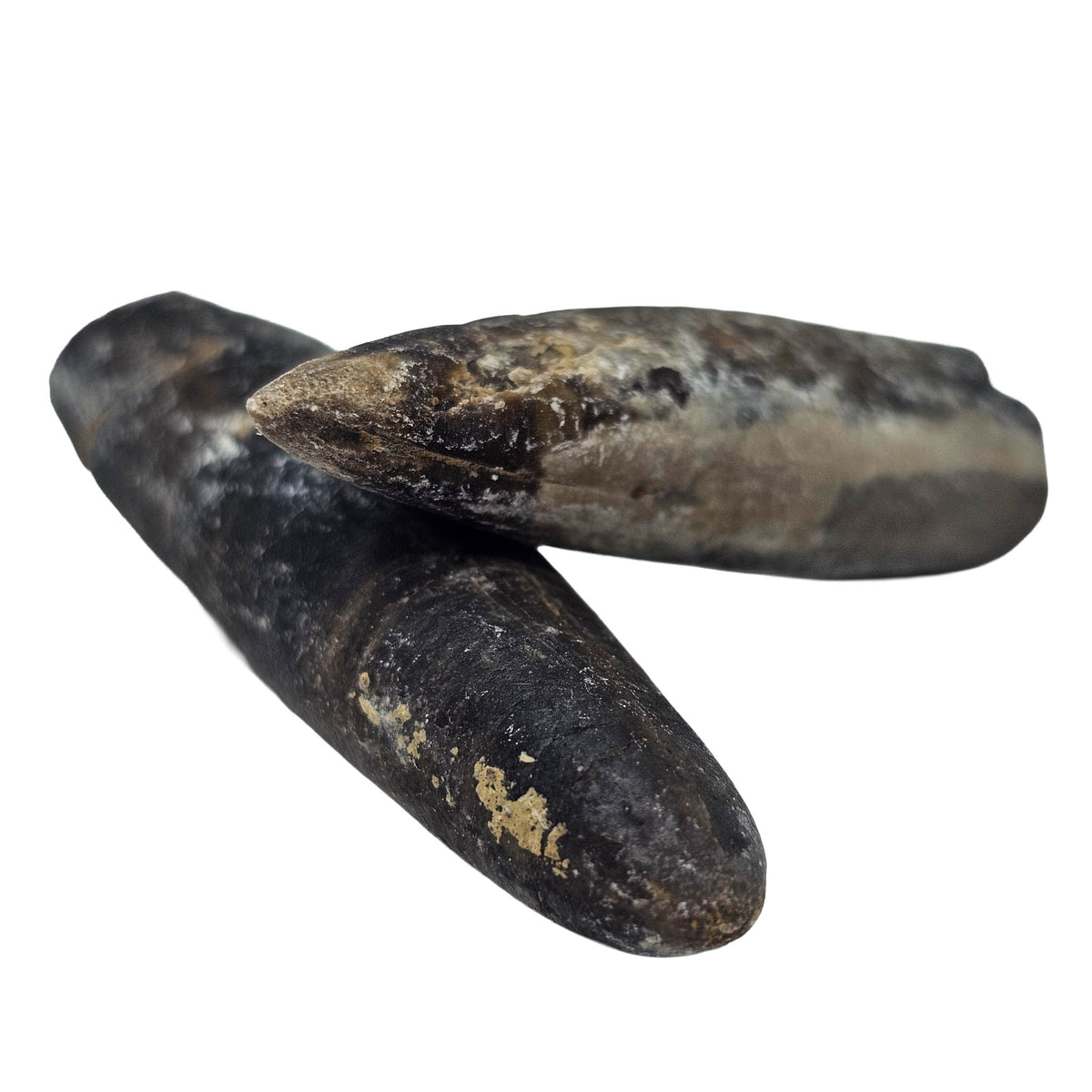 Belemnite - Fossil - Germany