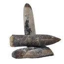 Belemnite - Fossil - Germany