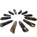 Belemnite - Fossil - Germany