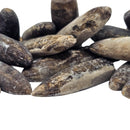 Belemnite - Fossil - Germany