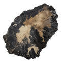 Black Forest Petrified Wood - Rough