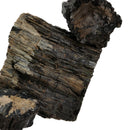 Black Forest Petrified Wood - Rough