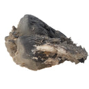 Black Dogtooth Calcite - Mineral Specimen