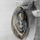 Black Moonstone - Polished Cut Base - Statement Specimen