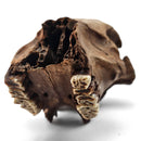 Boar (Pig) Skull - Fossil Specimen
