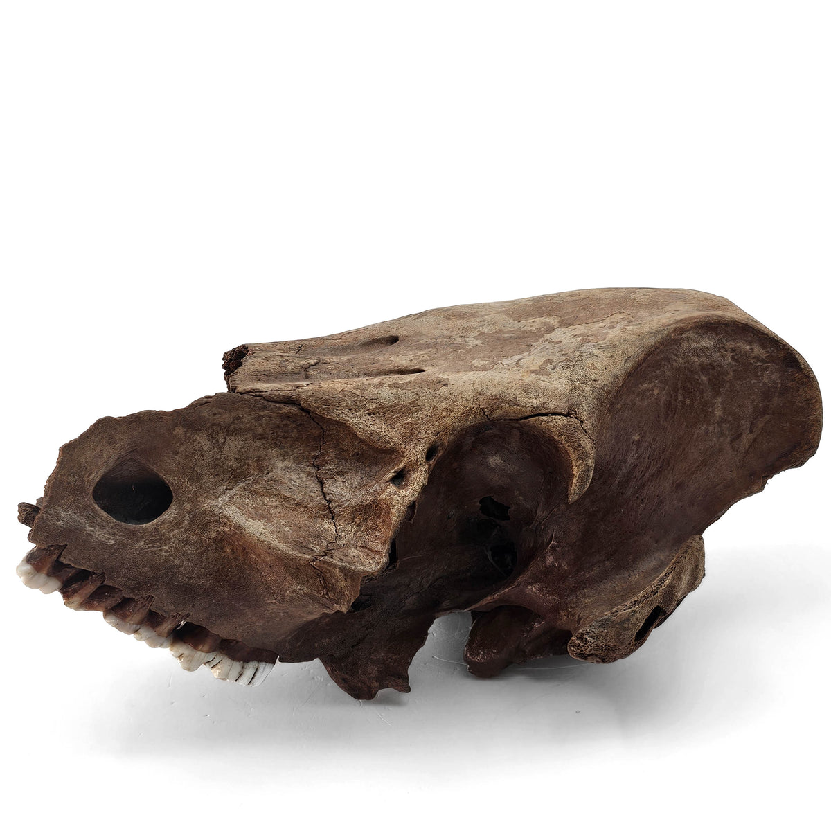 Boar (Pig) Skull subfossil specimen, likely from Quaternary gravel deposits, southern Poland.
