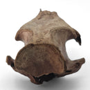 Boar (Pig) Skull - Fossil Specimen