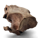 Boar (Pig) Skull - Fossil Specimen