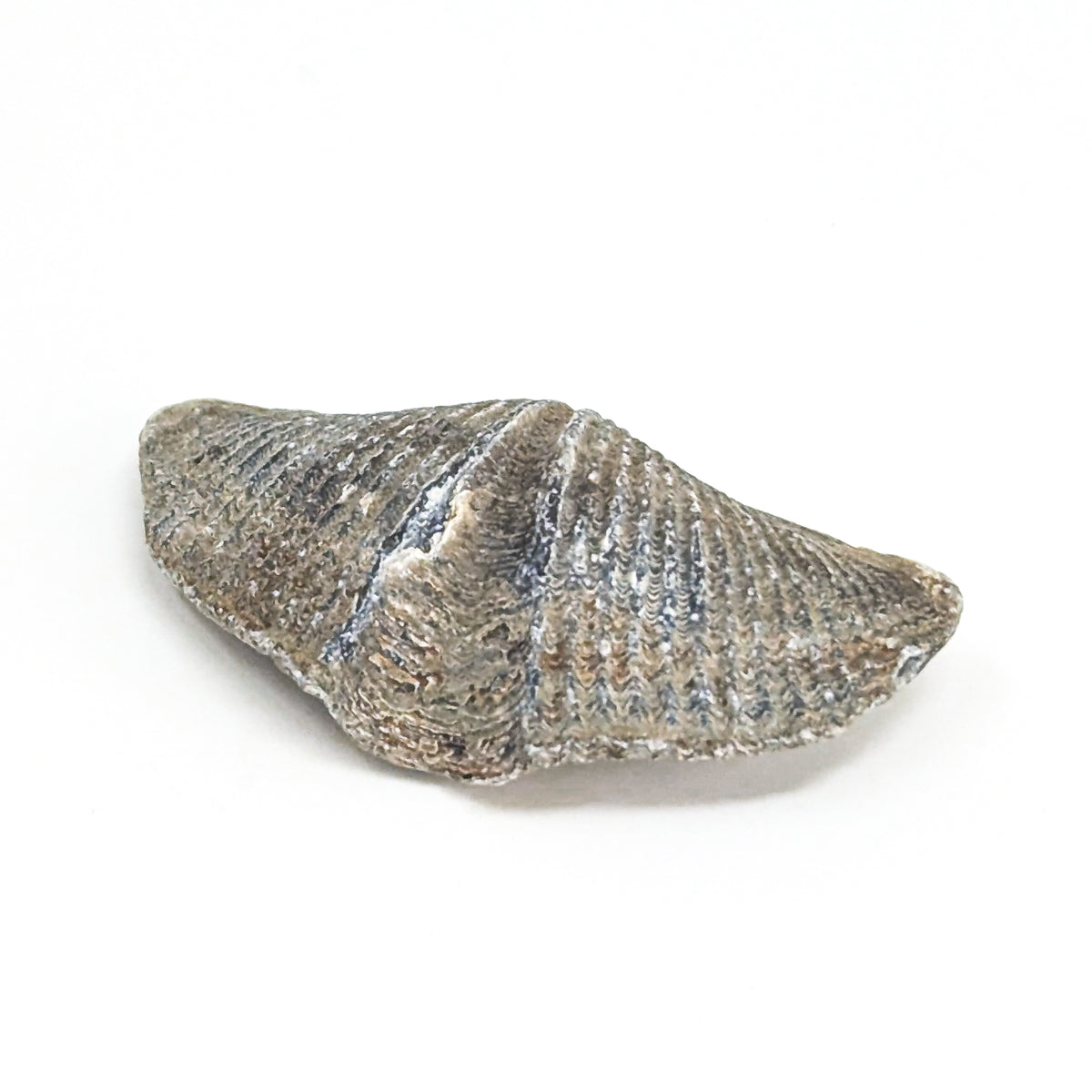 Brachiopod - Fossil