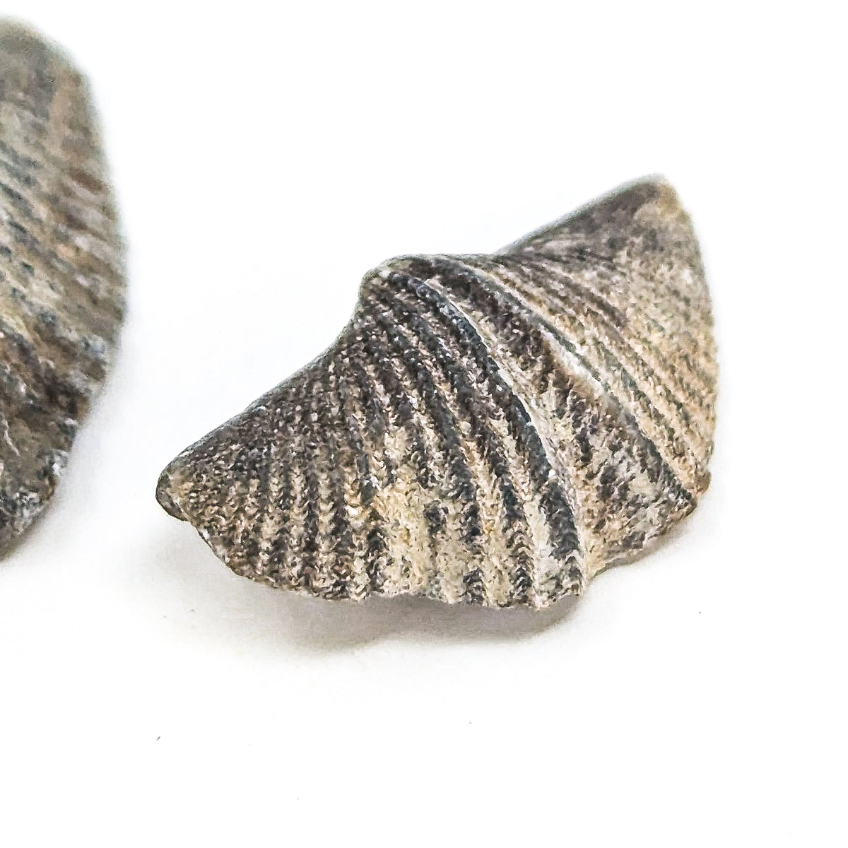Brachiopod - Fossil