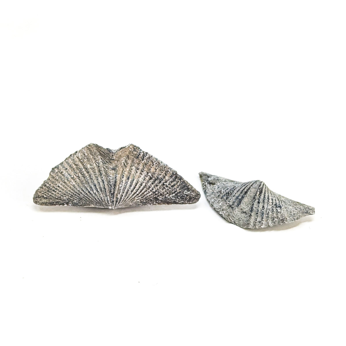 Brachiopod - Fossil