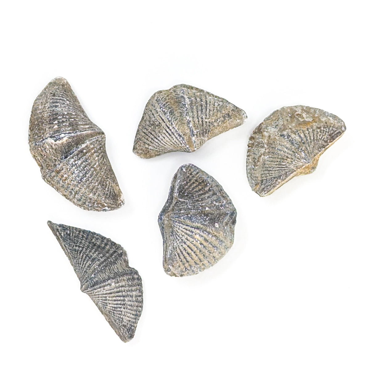 Brachiopod - Fossil