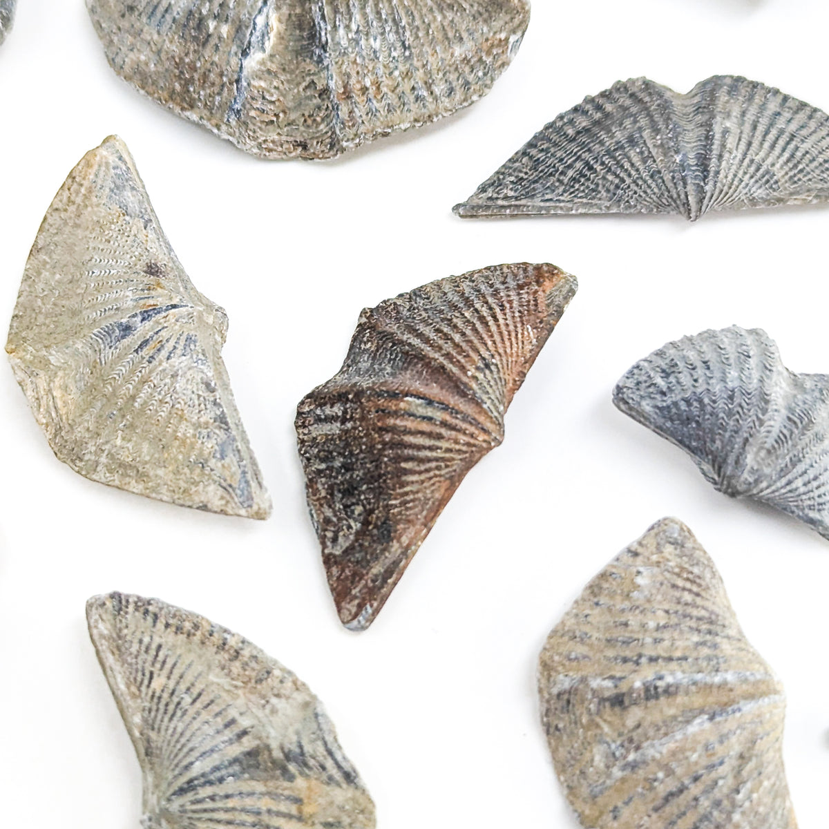 Brachiopod - Fossil