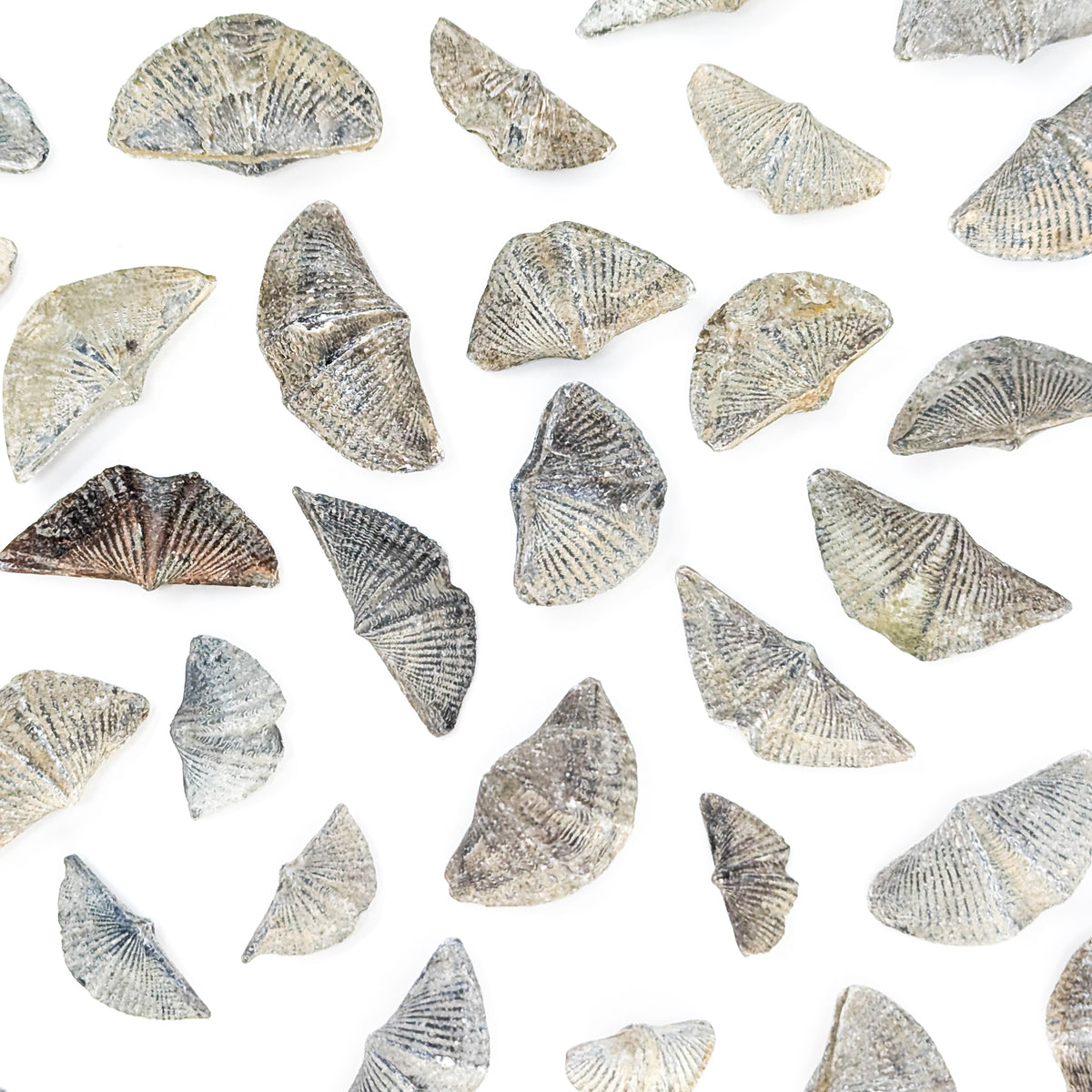 Brachiopod - Fossil