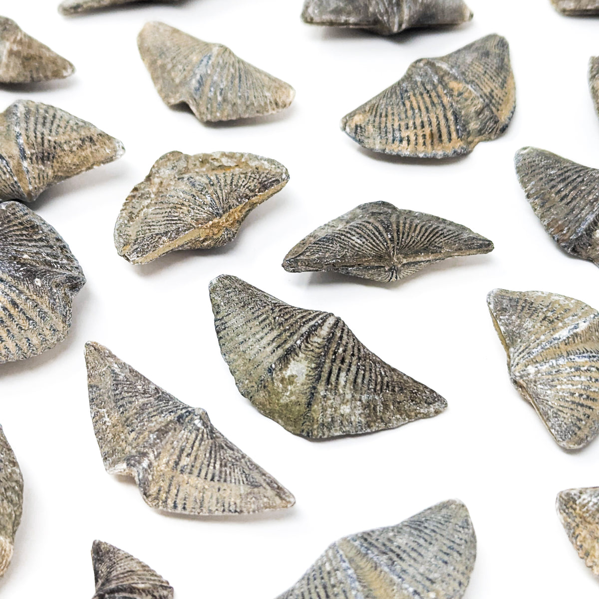 Brachiopod - Fossil
