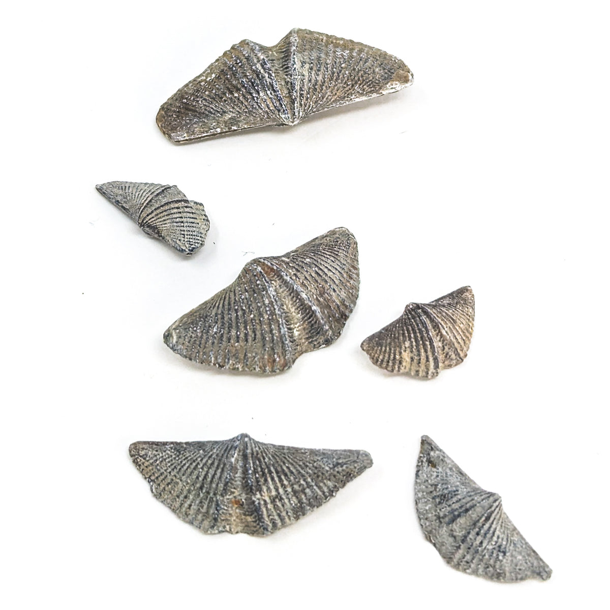 Brachiopod - Fossil