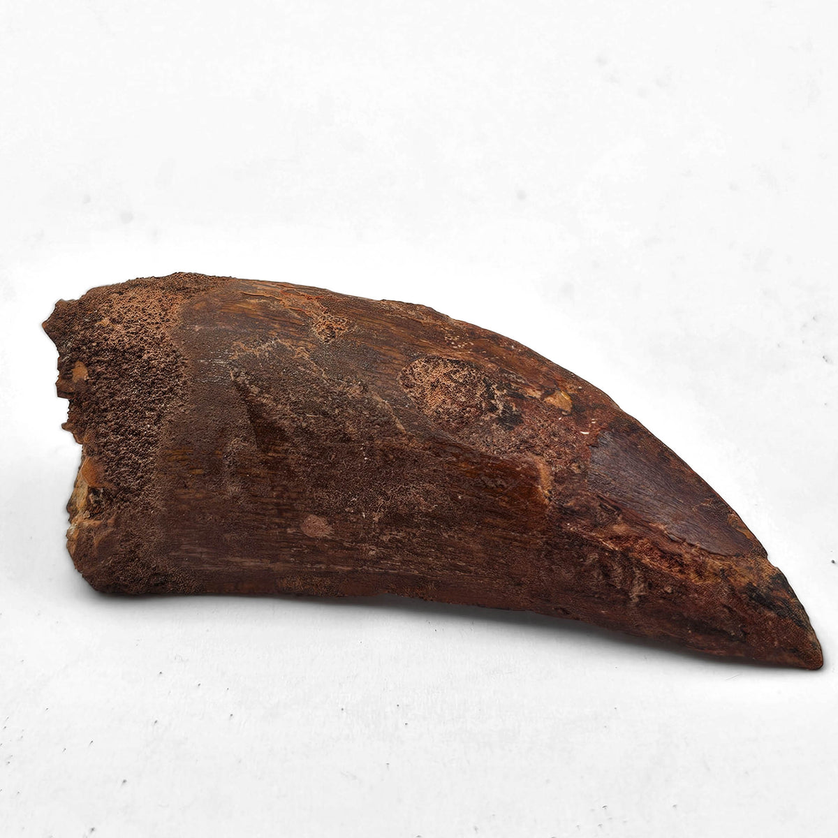 Carcharodontosaurus Tooth fossil specimen from Kem Kem Beds.