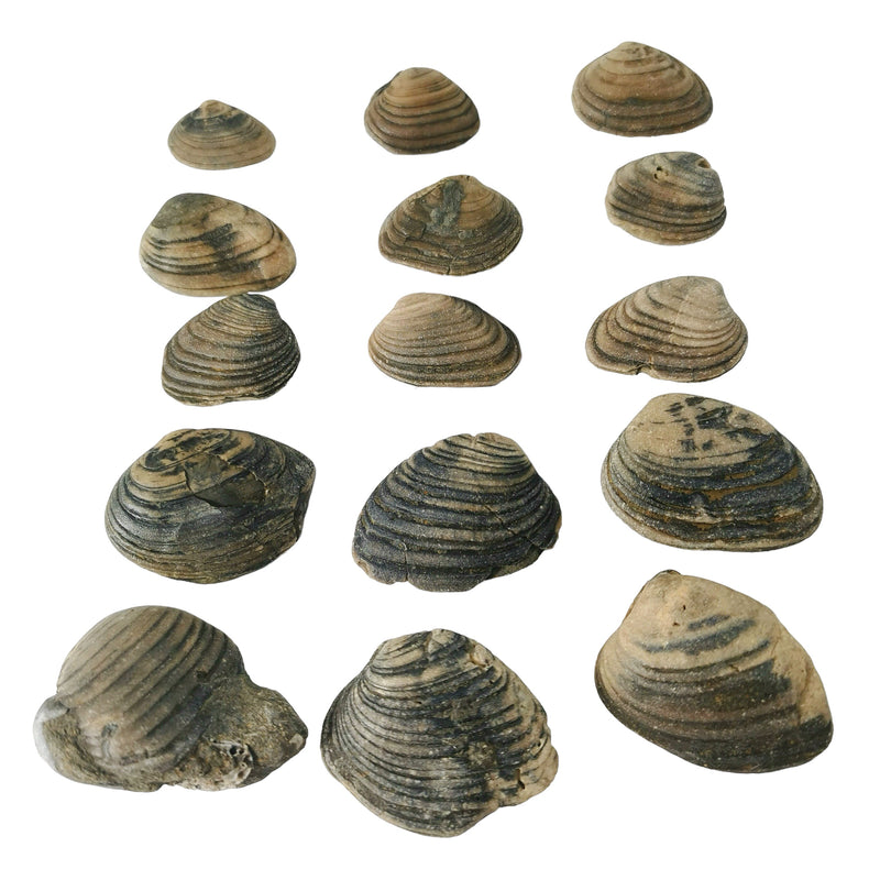 Cardina Shell - Fossil