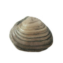 Cardina Shell - Fossil