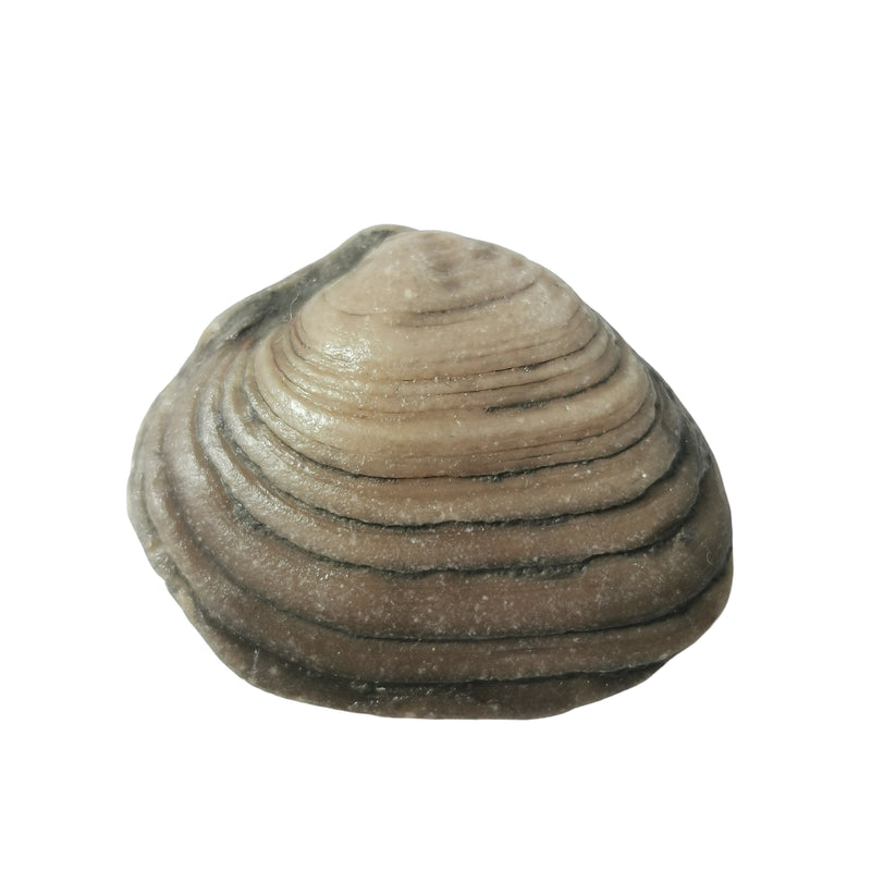 Cardina Shell - Fossil