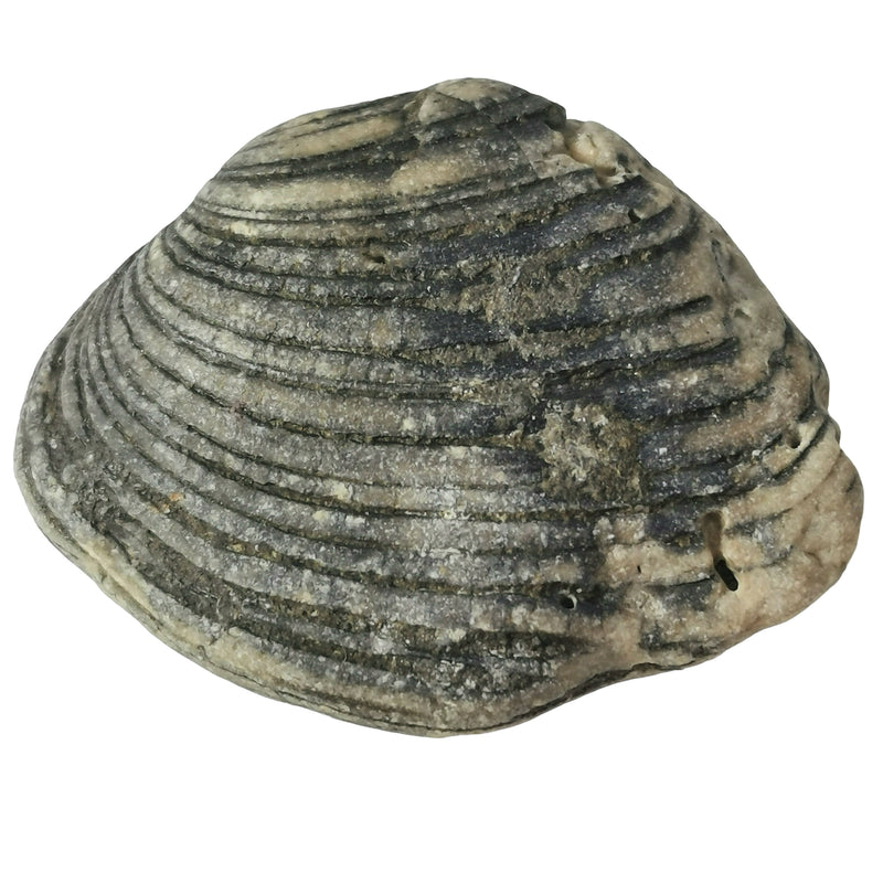 Cardina Shell - Fossil