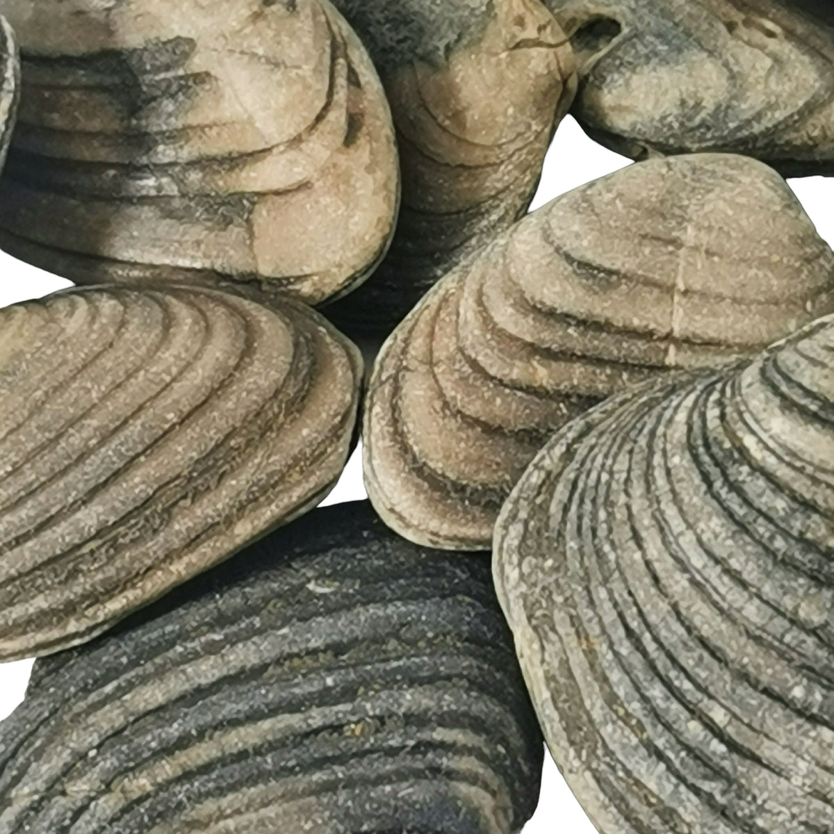 Cardinia Shell fossil from Yorkshire, England.