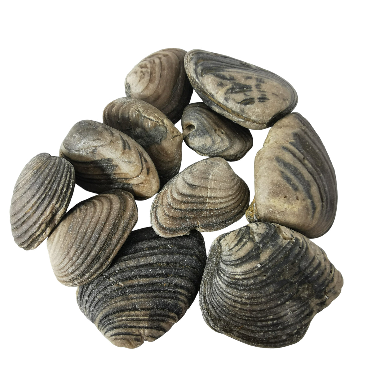 Cardinia Shell fossil from Yorkshire, England.
