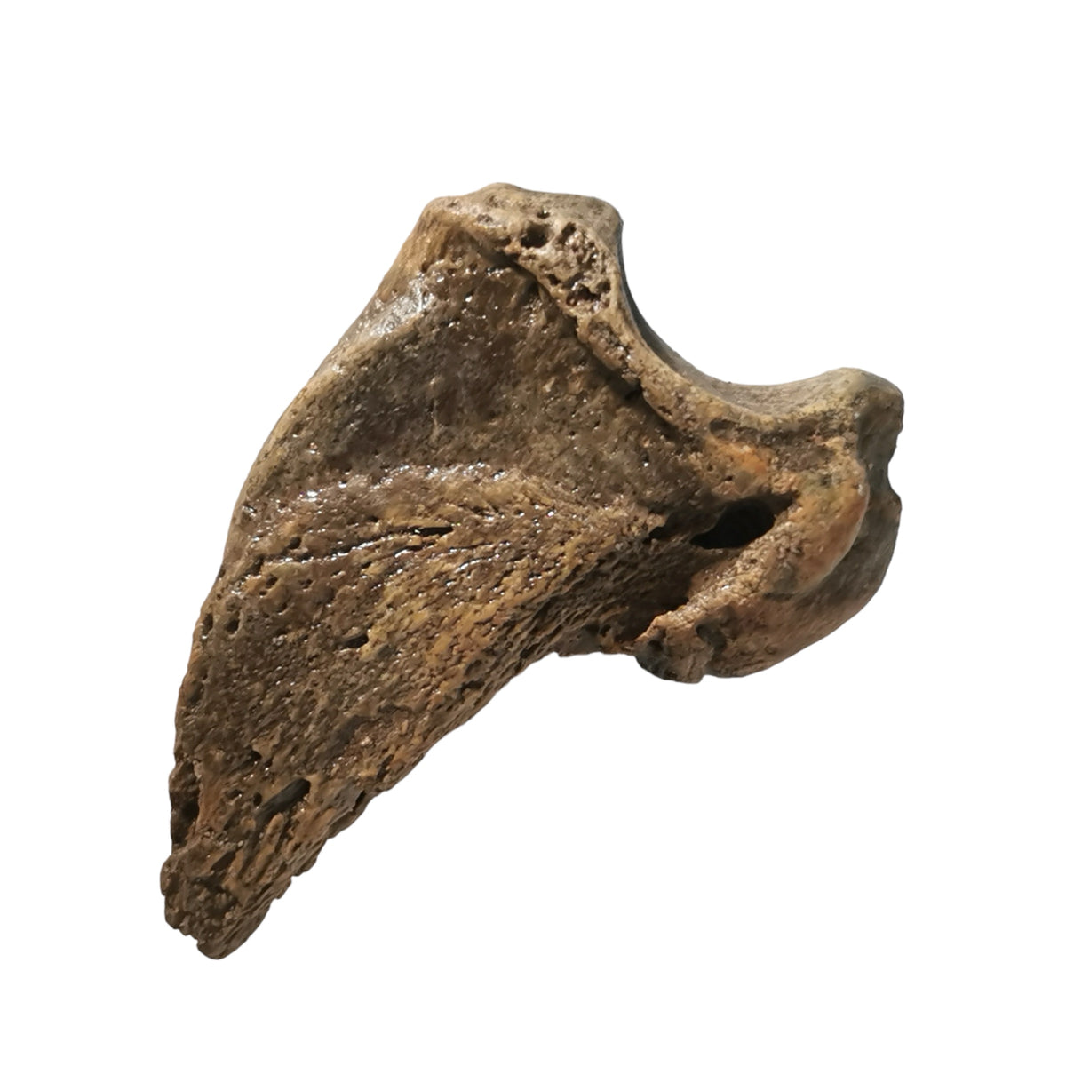 Cave Bear Claw fossil from Krakow, Poland.