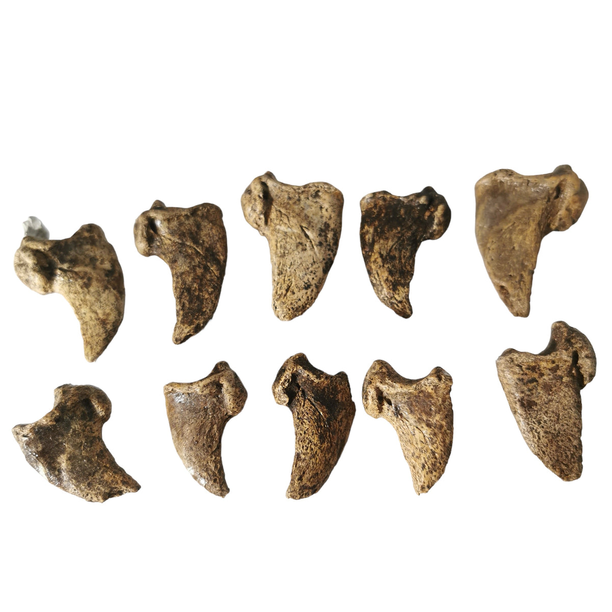 Cave Bear Claw fossil from Krakow, Poland.