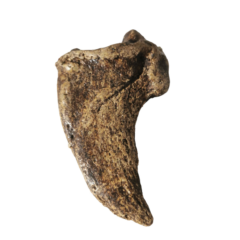 Cave Bear Claw - Fossil