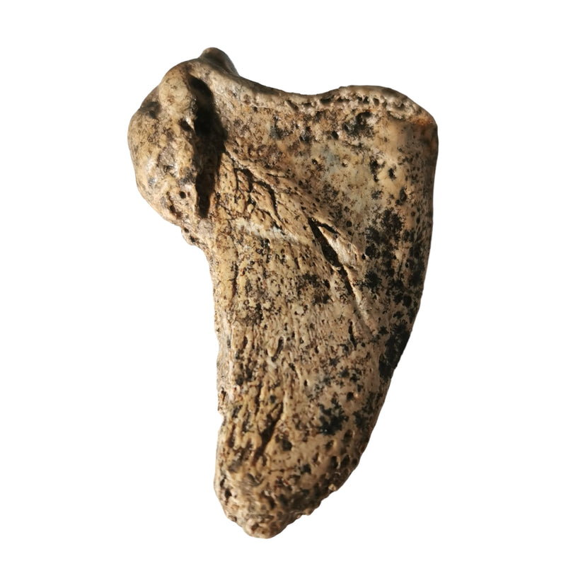 Cave Bear Claw - Fossil