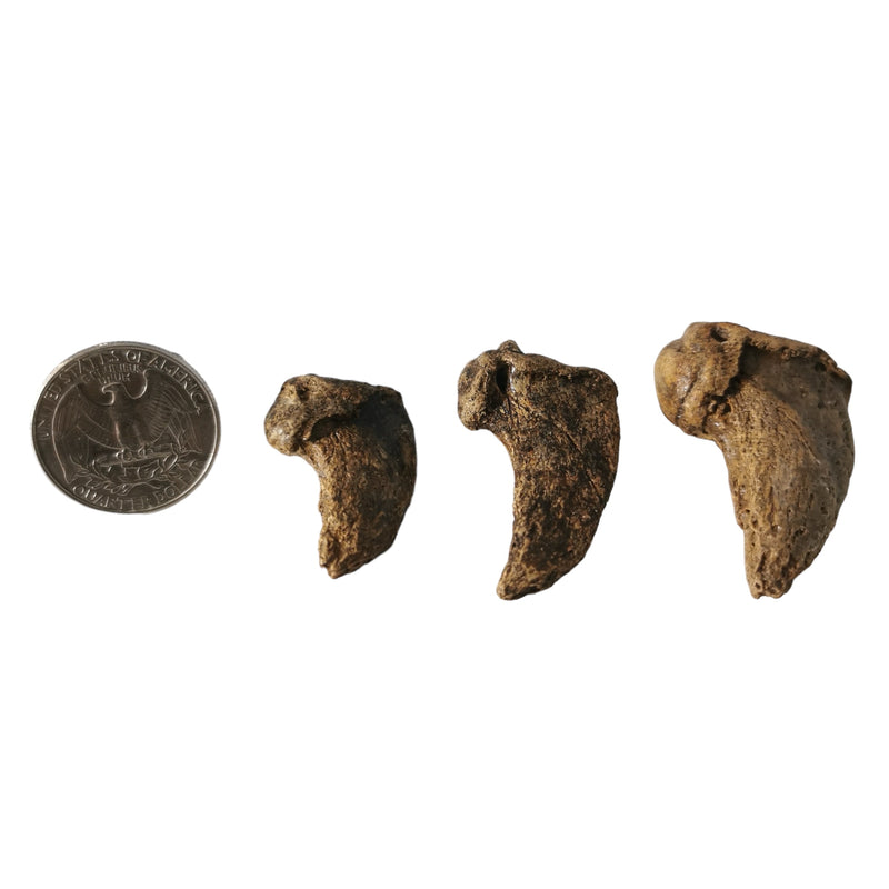 Cave Bear Claw - Fossil