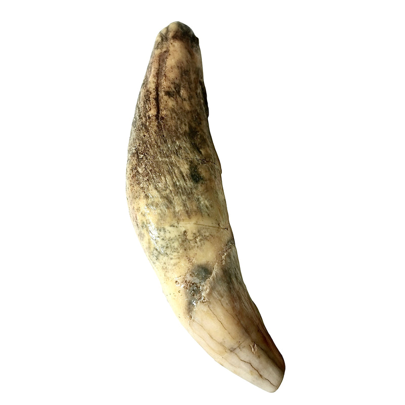 Cave Bear Incisor - Fossil