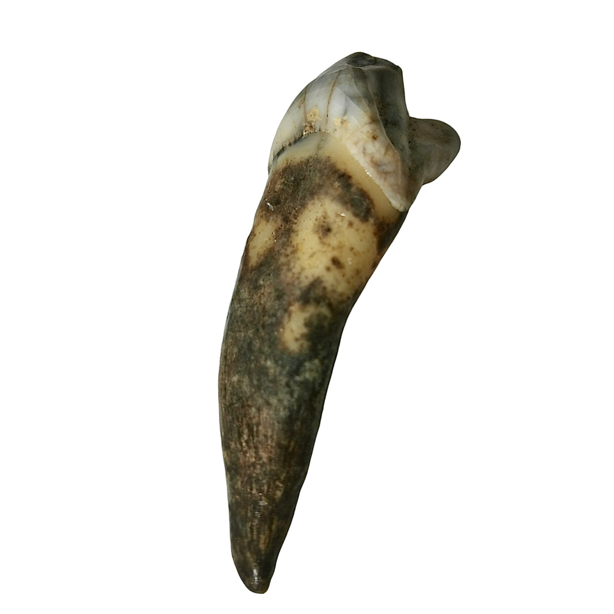 Cave Bear Incisor fossil from Krakow, Poland.