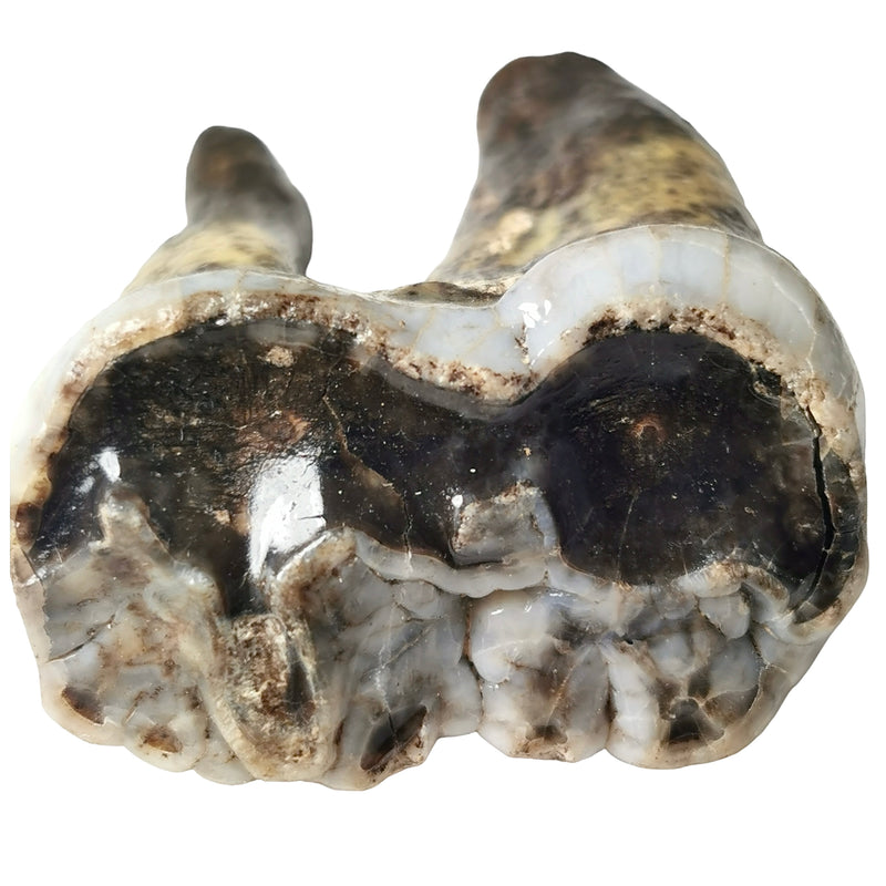 Cave Bear Molar - Fossil