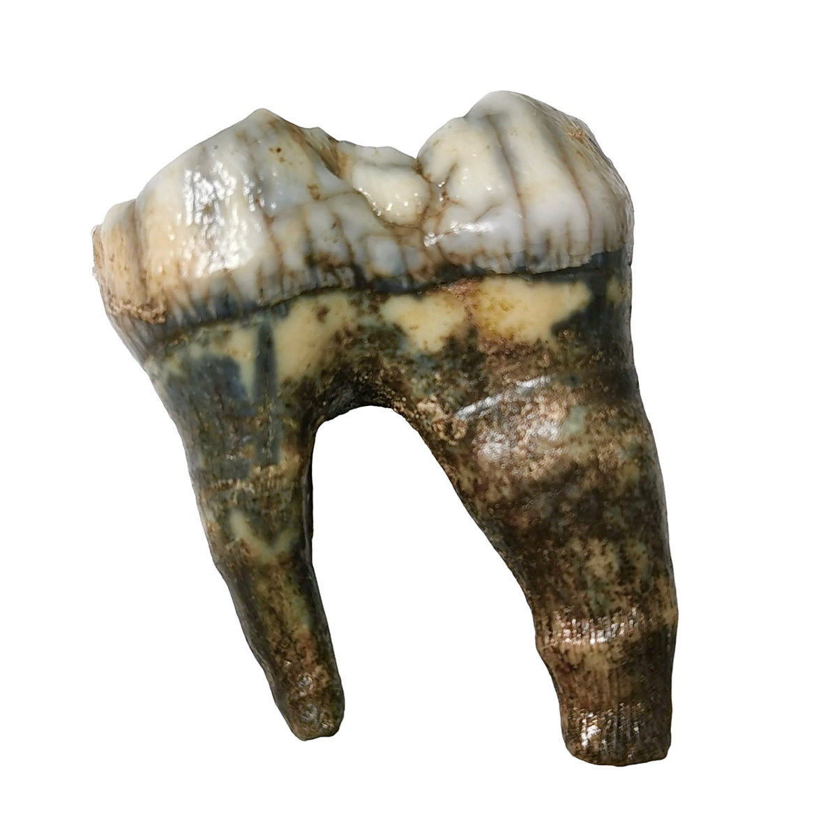 Cave Bear Molar fossil from Krakow, Poland.